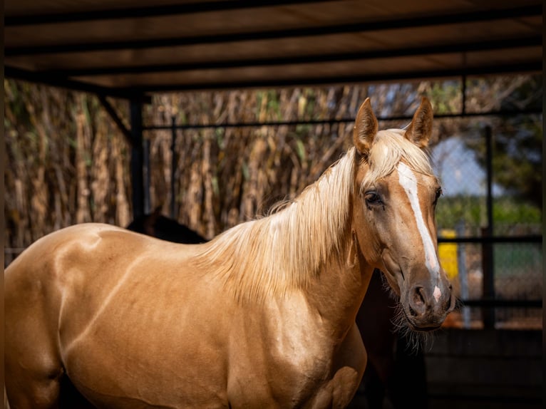 PRE Étalon 2 Ans 156 cm Palomino in Rafelguaraf