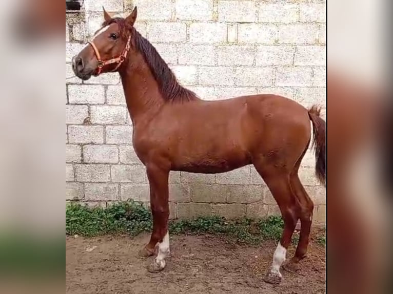 PRE Croisé Étalon 2 Ans 157 cm Alezan in El Burgo De Osma