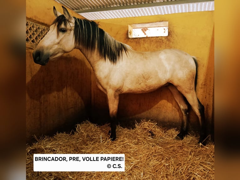 PRE Croisé Étalon 2 Ans 157 cm in Chiclana de la Frontera