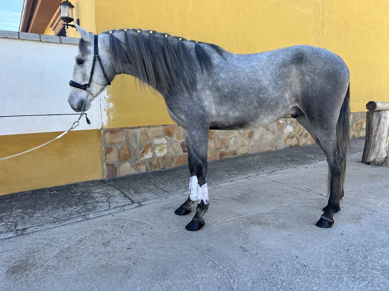 PRE Croisé Étalon 2 Ans 157 cm Gris pommelé in Valderrubio