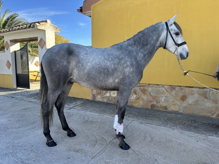 PRE Croisé Étalon 2 Ans 157 cm Gris pommelé in Valderrubio