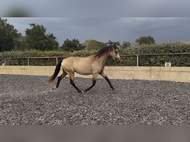 PRE Étalon 2 Ans 157 cm Isabelle in Fitilieu