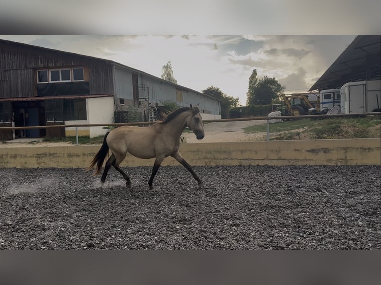 PRE Étalon 2 Ans 157 cm Isabelle in Fitilieu