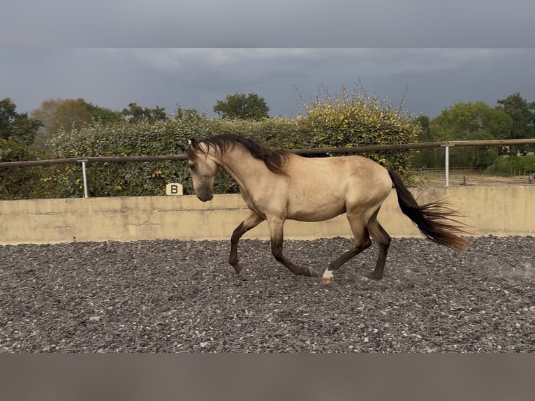 PRE Étalon 2 Ans 157 cm Isabelle in Fitilieu