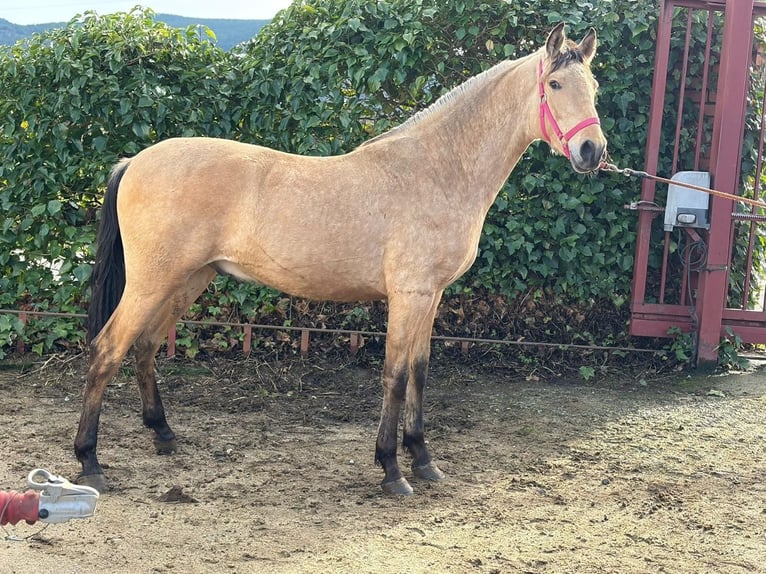 PRE Étalon 2 Ans 157 cm Isabelle in El Tiemblo