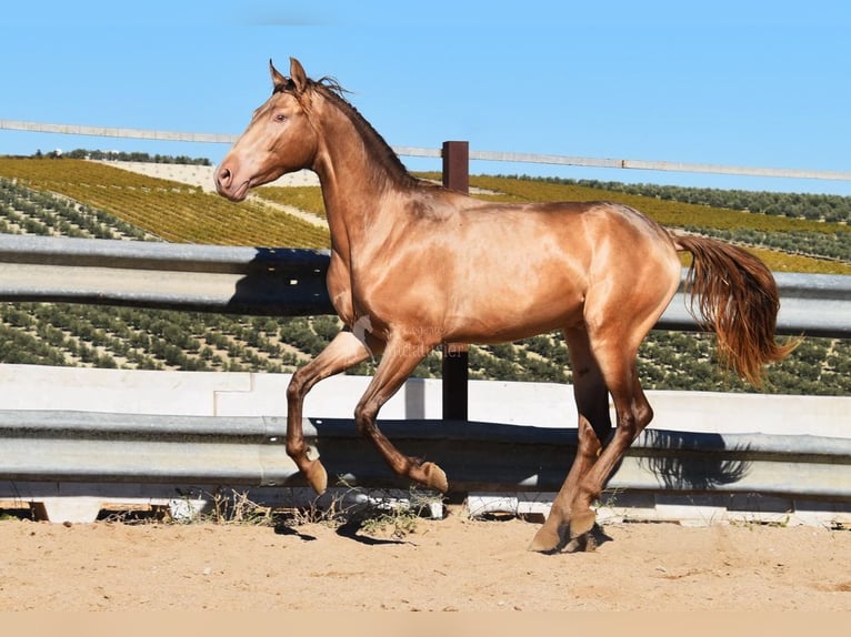 PRE Étalon 2 Ans 157 cm Perle in Provinz Cordoba