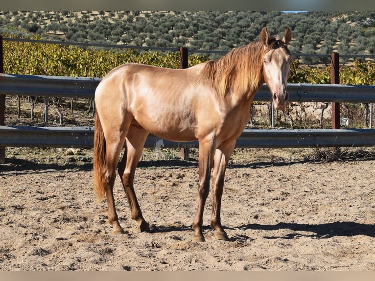 PRE Étalon 2 Ans 157 cm Perle in Provinz Cordoba
