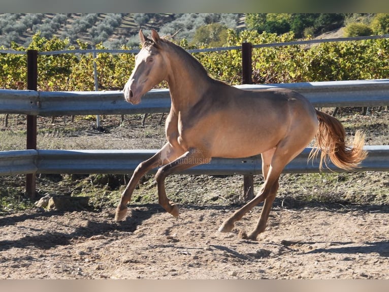 PRE Étalon 2 Ans 157 cm Perle in Provinz Cordoba