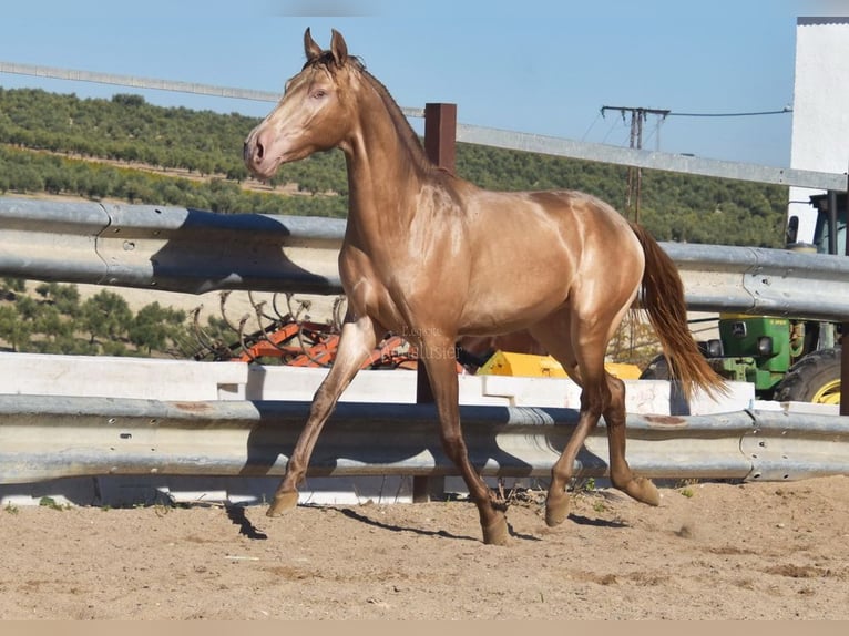 PRE Étalon 2 Ans 157 cm Perle in Provinz Cordoba