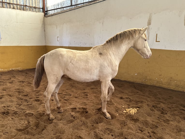 PRE Croisé Étalon 2 Ans 157 cm Perlino in Valderrubio