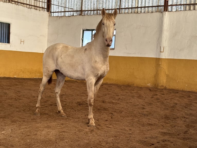 PRE Croisé Étalon 2 Ans 157 cm Perlino in Valderrubio