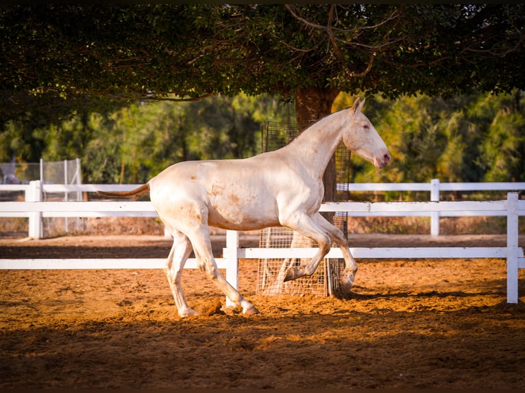 PRE Croisé Étalon 2 Ans 157 cm Perlino in Valencia