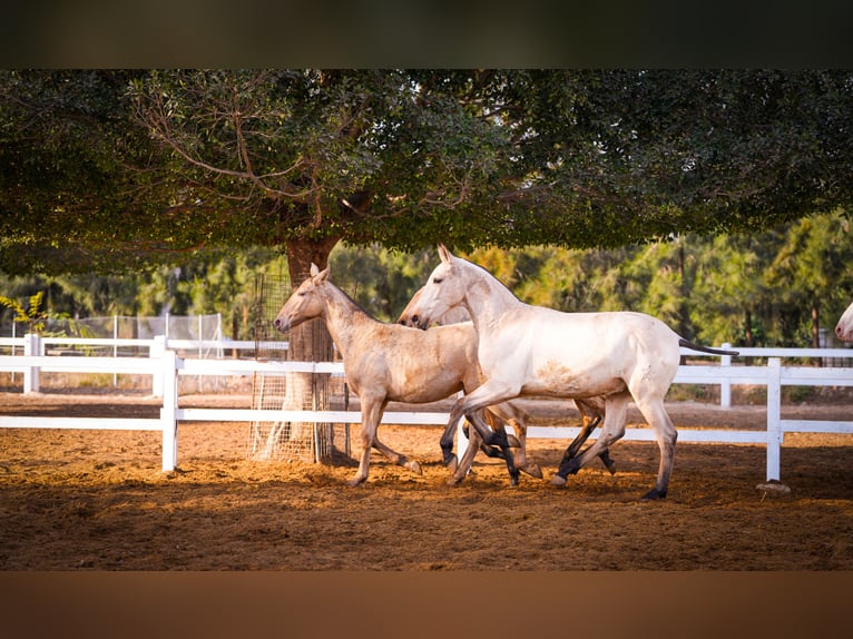 PRE Croisé Étalon 2 Ans 157 cm Perlino in Valencia