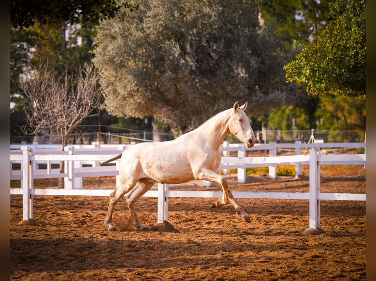 PRE Croisé Étalon 2 Ans 157 cm Perlino in Valencia