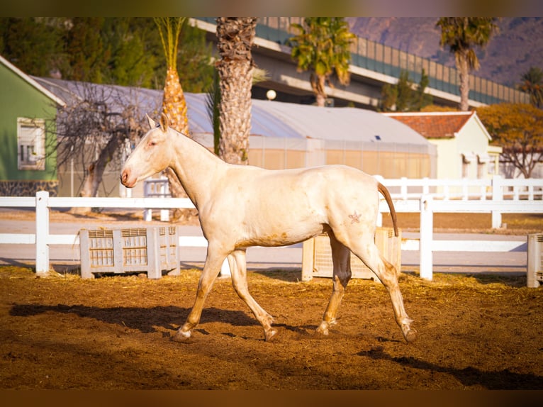 PRE Croisé Étalon 2 Ans 157 cm Perlino in Valencia