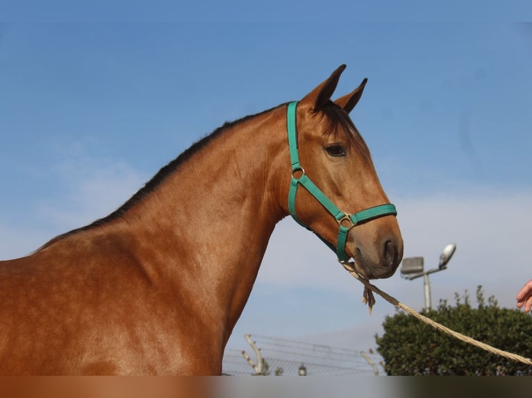 PRE Croisé Étalon 2 Ans 158 cm Bai in Hamburg