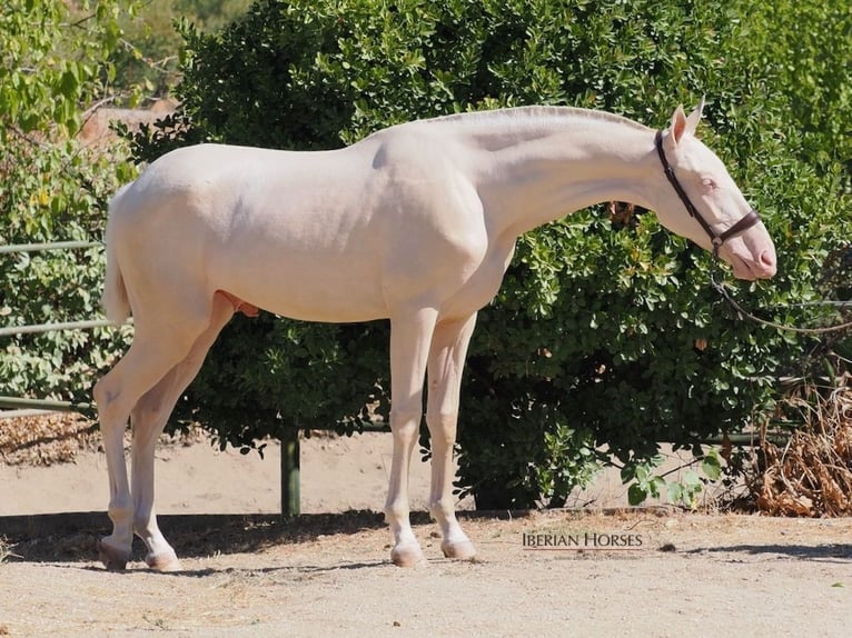 PRE Croisé Étalon 2 Ans 158 cm Cremello in Navas Del Madroño