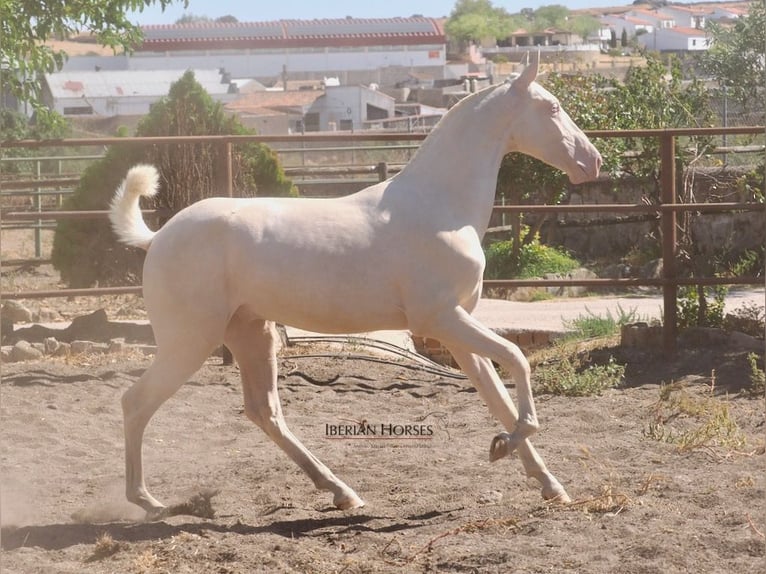 PRE Croisé Étalon 2 Ans 158 cm Cremello in Navas Del Madroño