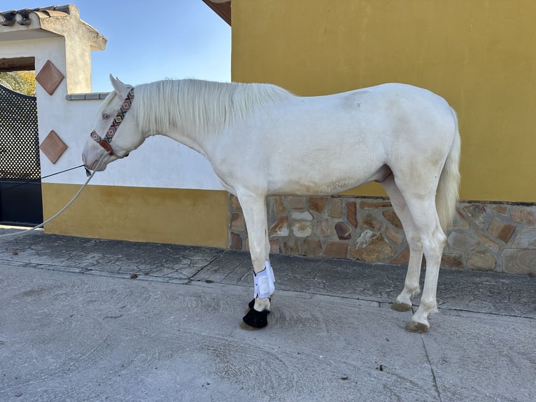 PRE Croisé Étalon 2 Ans 158 cm Cremello in Valderrubio