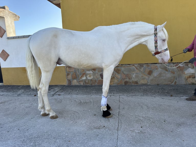 PRE Croisé Étalon 2 Ans 158 cm Cremello in Valderrubio