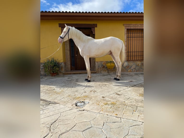 PRE Croisé Étalon 2 Ans 158 cm Cremello in Valderrubio