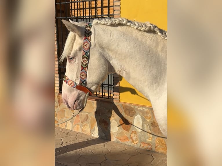 PRE Croisé Étalon 2 Ans 158 cm Cremello in Valderrubio