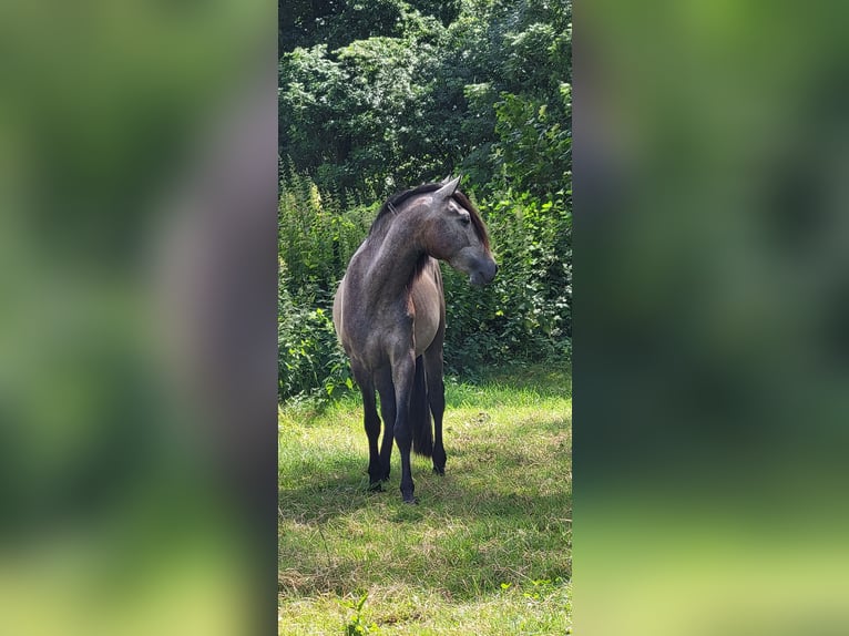 PRE Croisé Étalon 2 Ans 158 cm Gris in Venray