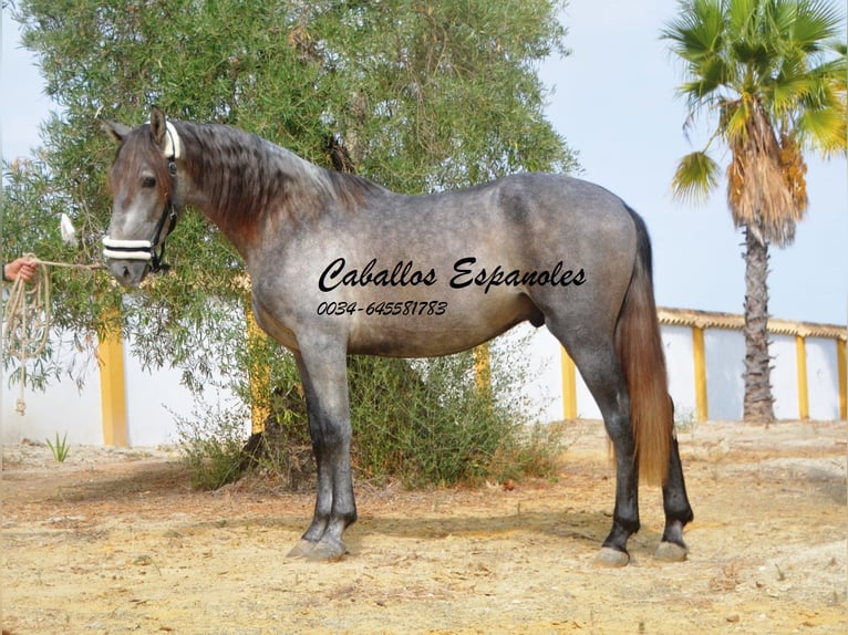 PRE Étalon 2 Ans 158 cm Gris pommelé in Vejer de la Frontera