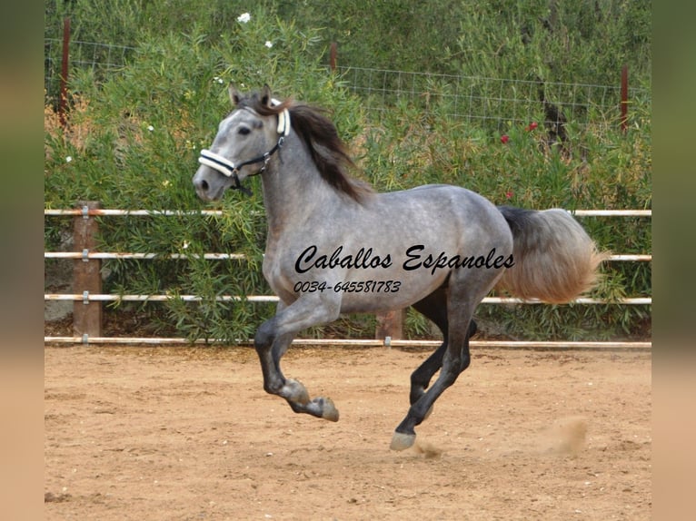 PRE Étalon 2 Ans 158 cm Gris pommelé in Vejer de la Frontera