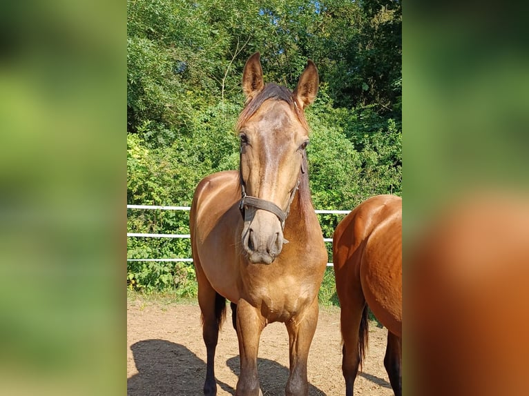 PRE Étalon 2 Ans 158 cm Isabelle in Marktoffingen