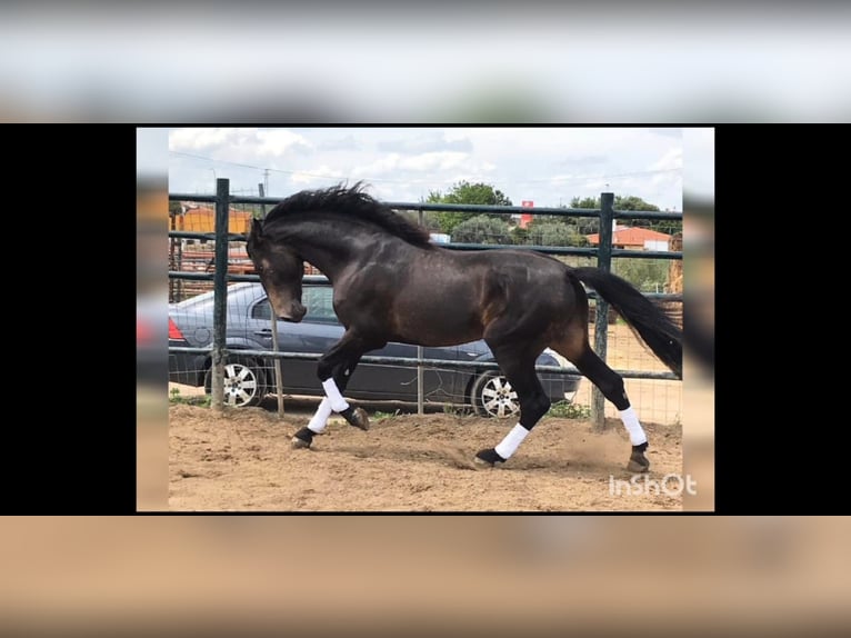 PRE Étalon 2 Ans 158 cm Isabelle in Marktoffingen