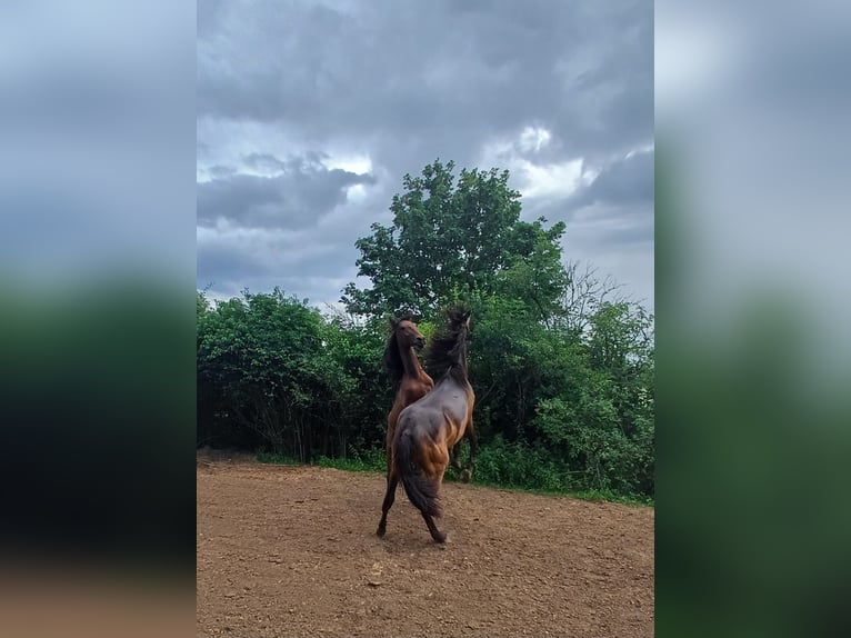 PRE Étalon 2 Ans 158 cm Isabelle in Marktoffingen