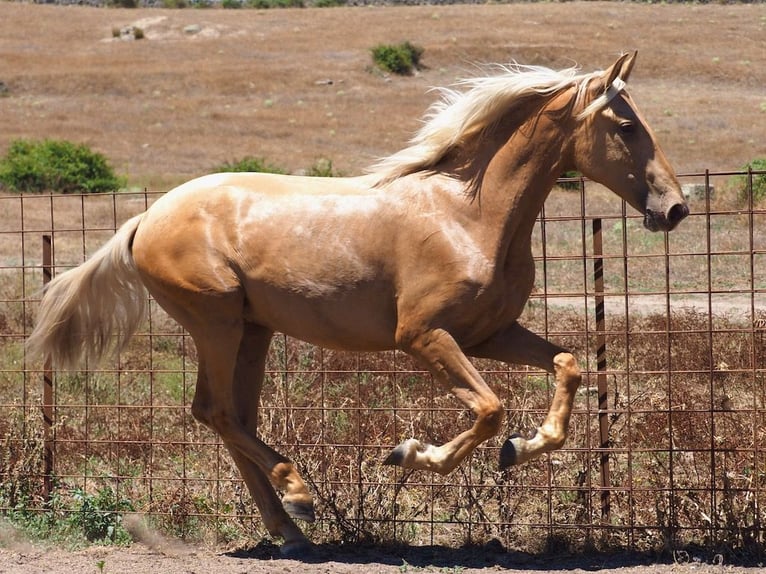 PRE Croisé Étalon 2 Ans 158 cm Palomino in NAVAS DEL MADRONO