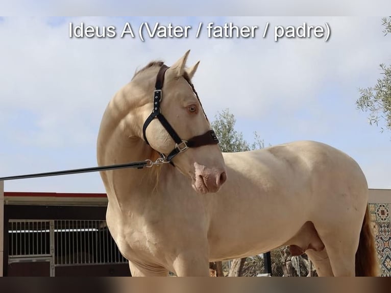 PRE Étalon 2 Ans 158 cm Perle in Provinz Cordoba