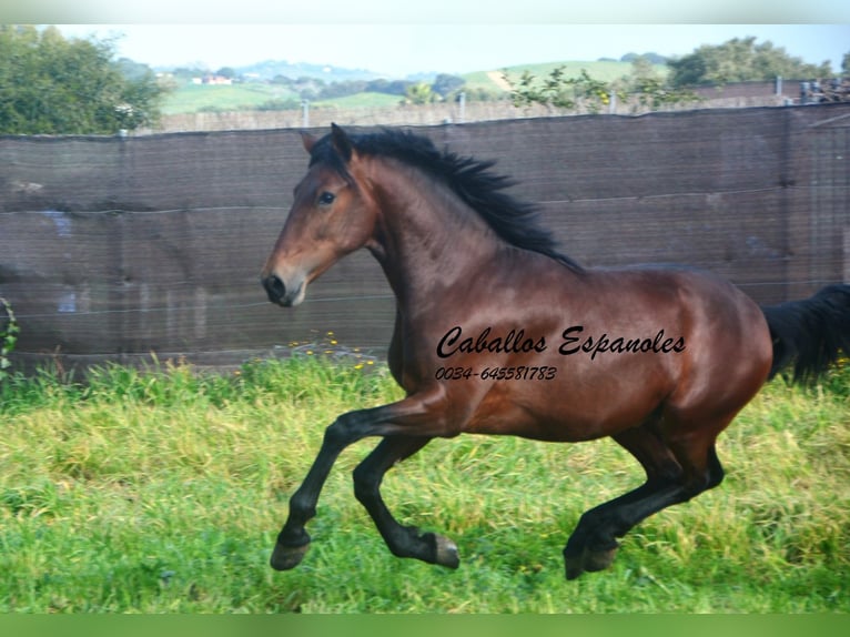 PRE Croisé Étalon 2 Ans 159 cm Bai in vejer de la frontera