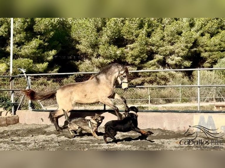 PRE Étalon 2 Ans 159 cm in Barcelona