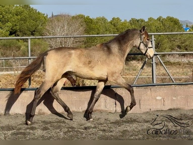 PRE Étalon 2 Ans 159 cm in Barcelona