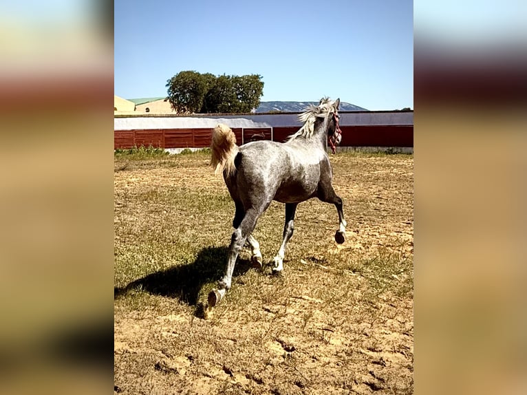 PRE Étalon 2 Ans 159 cm Gris in El Robledo