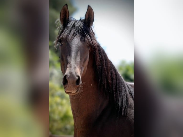 PRE Croisé Étalon 2 Ans 159 cm Noir in Valencia