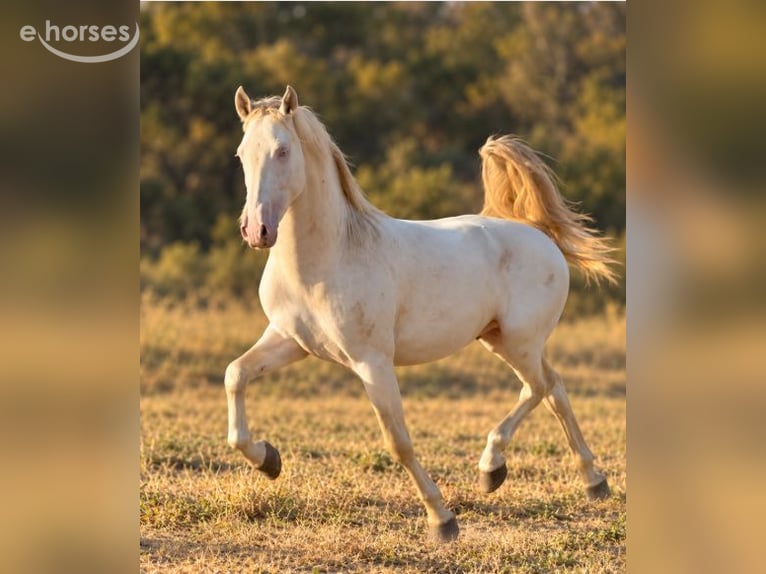 PRE Croisé Étalon 2 Ans 159 cm Perlino in Madrid