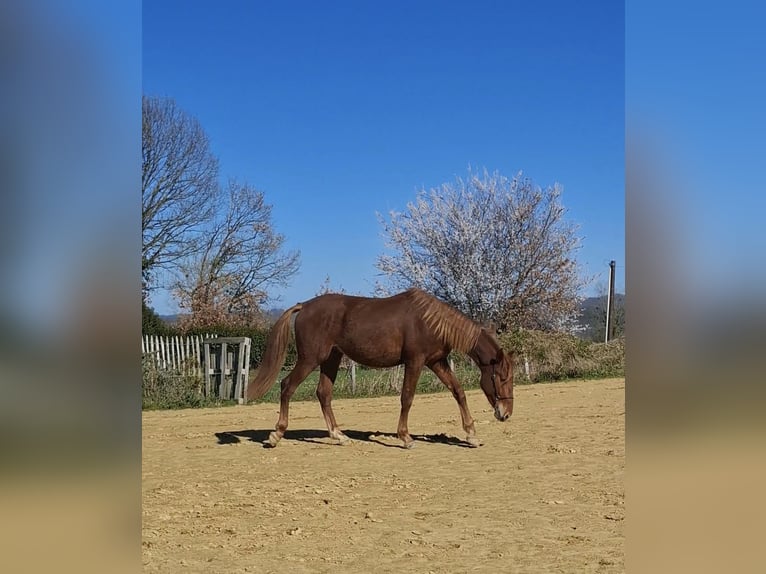 PRE Croisé Étalon 2 Ans 160 cm Alezan in Duffort