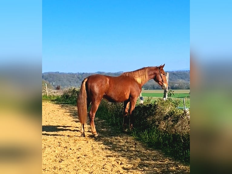 PRE Étalon 2 Ans 160 cm Alezan in Duffort
