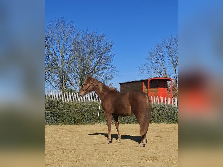PRE Croisé Étalon 2 Ans 160 cm Alezan in Duffort