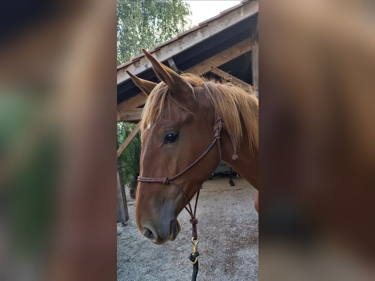 PRE Croisé Étalon 2 Ans 160 cm Alezan in Duffort