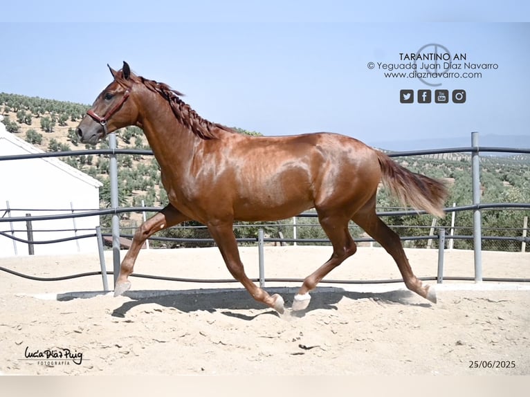 PRE Croisé Étalon 2 Ans 160 cm Alezan cuivré in Arjona