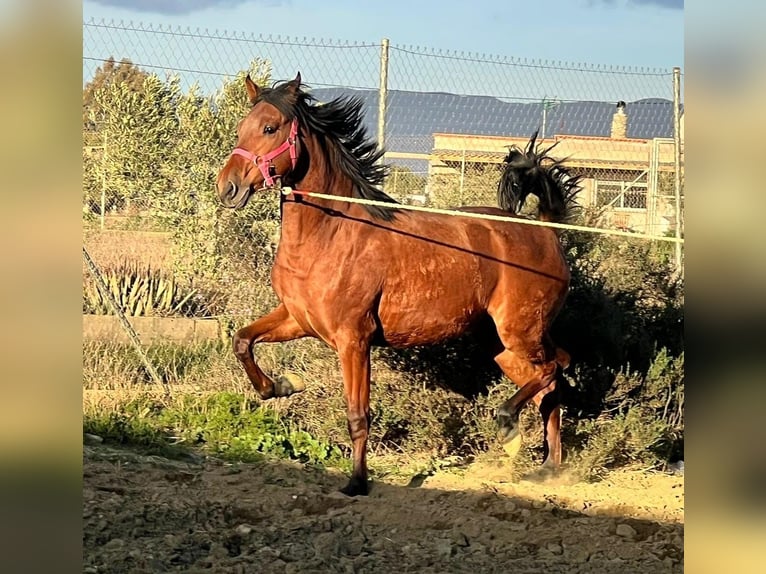 PRE Croisé Étalon 2 Ans 160 cm Bai in Tabernas