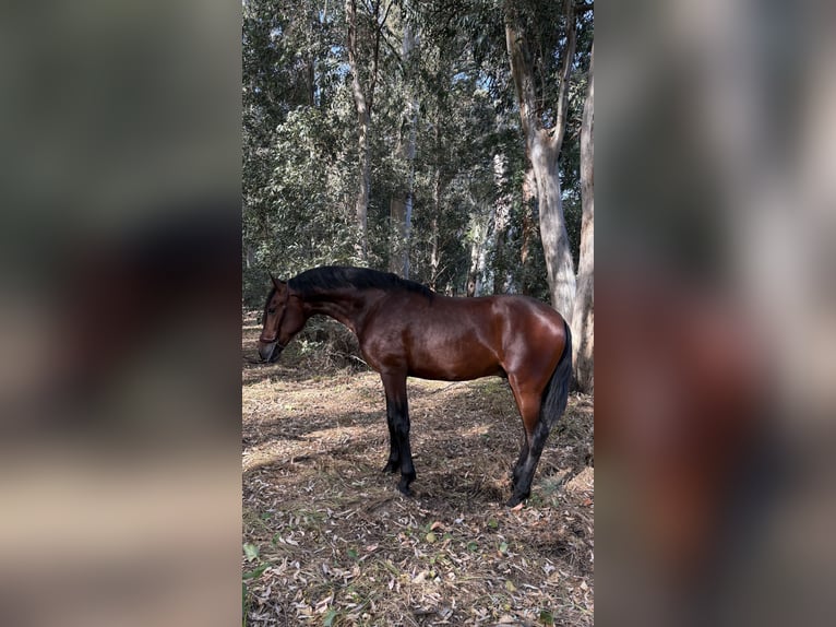 PRE Croisé Étalon 2 Ans 160 cm Bai in Jerez De La Frontera