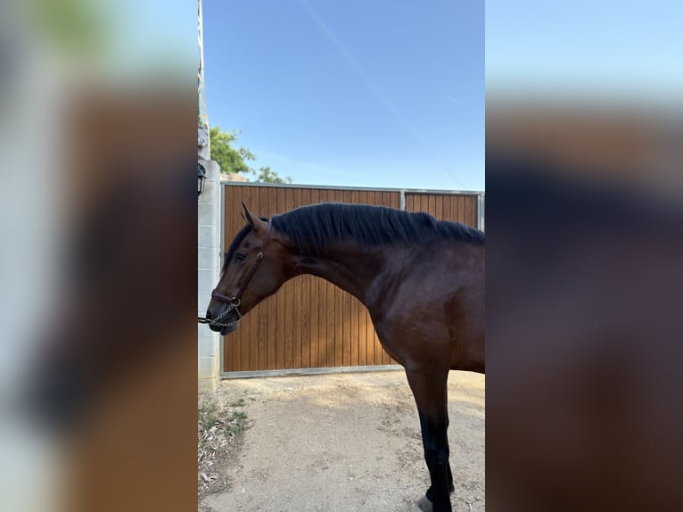 PRE Croisé Étalon 2 Ans 160 cm Bai in Jerez De La Frontera