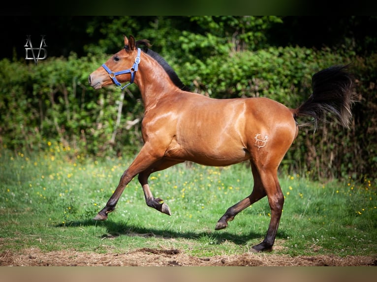 PRE Croisé Étalon 2 Ans 160 cm Bai in La Vespière-Friardel