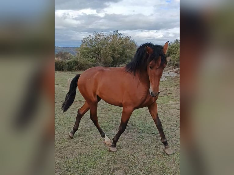 PRE Croisé Étalon 2 Ans 160 cm Bai in Salamanca